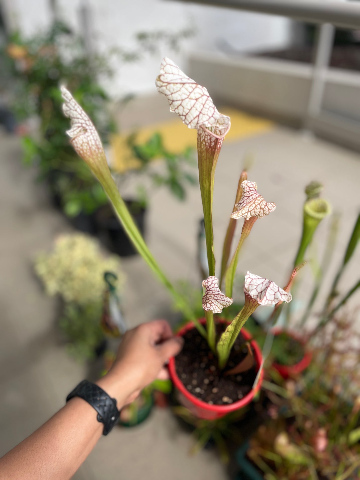 Sarracenia Hybrids (Large)