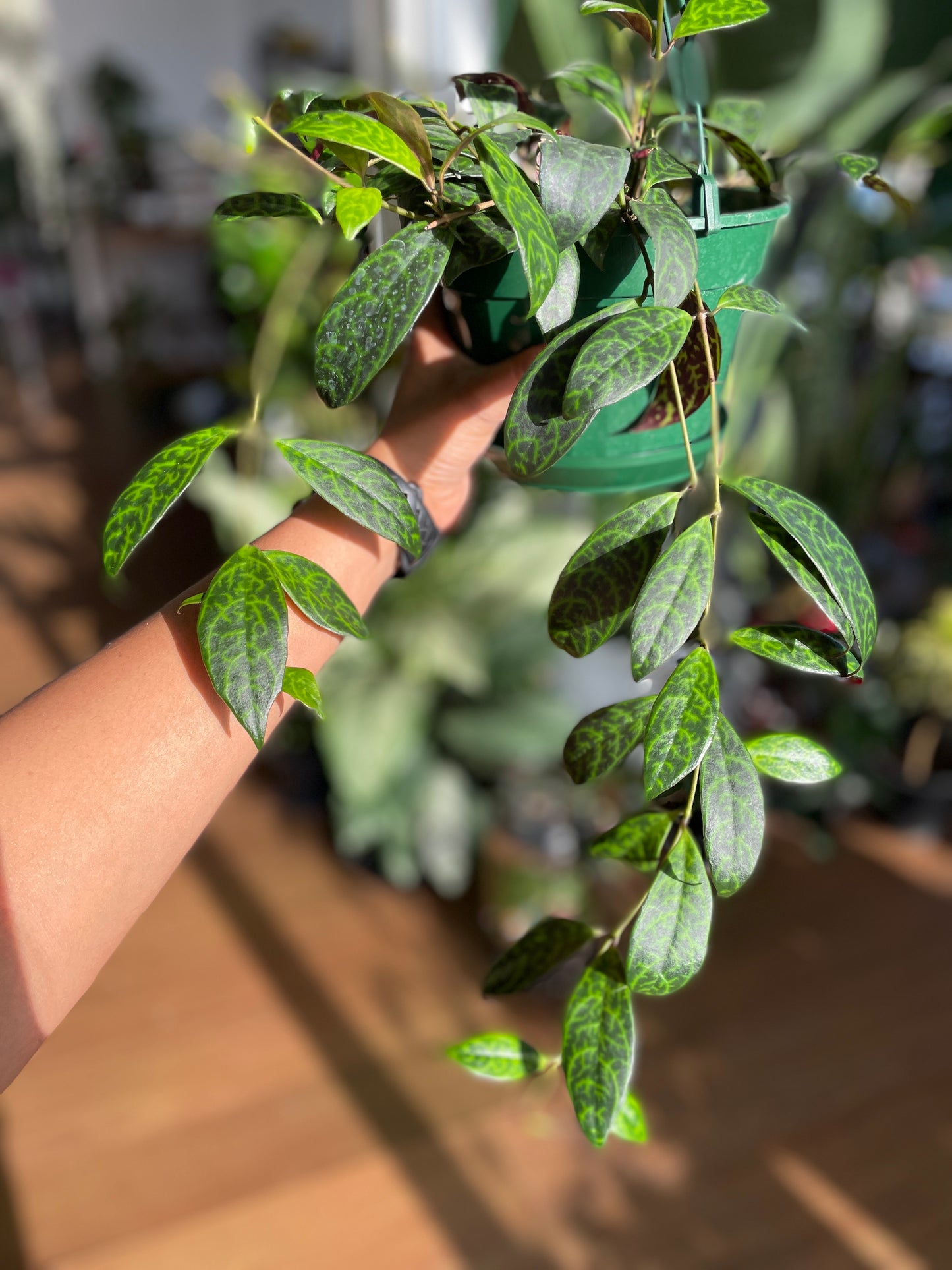 Aeschynanthus Black Pagoda