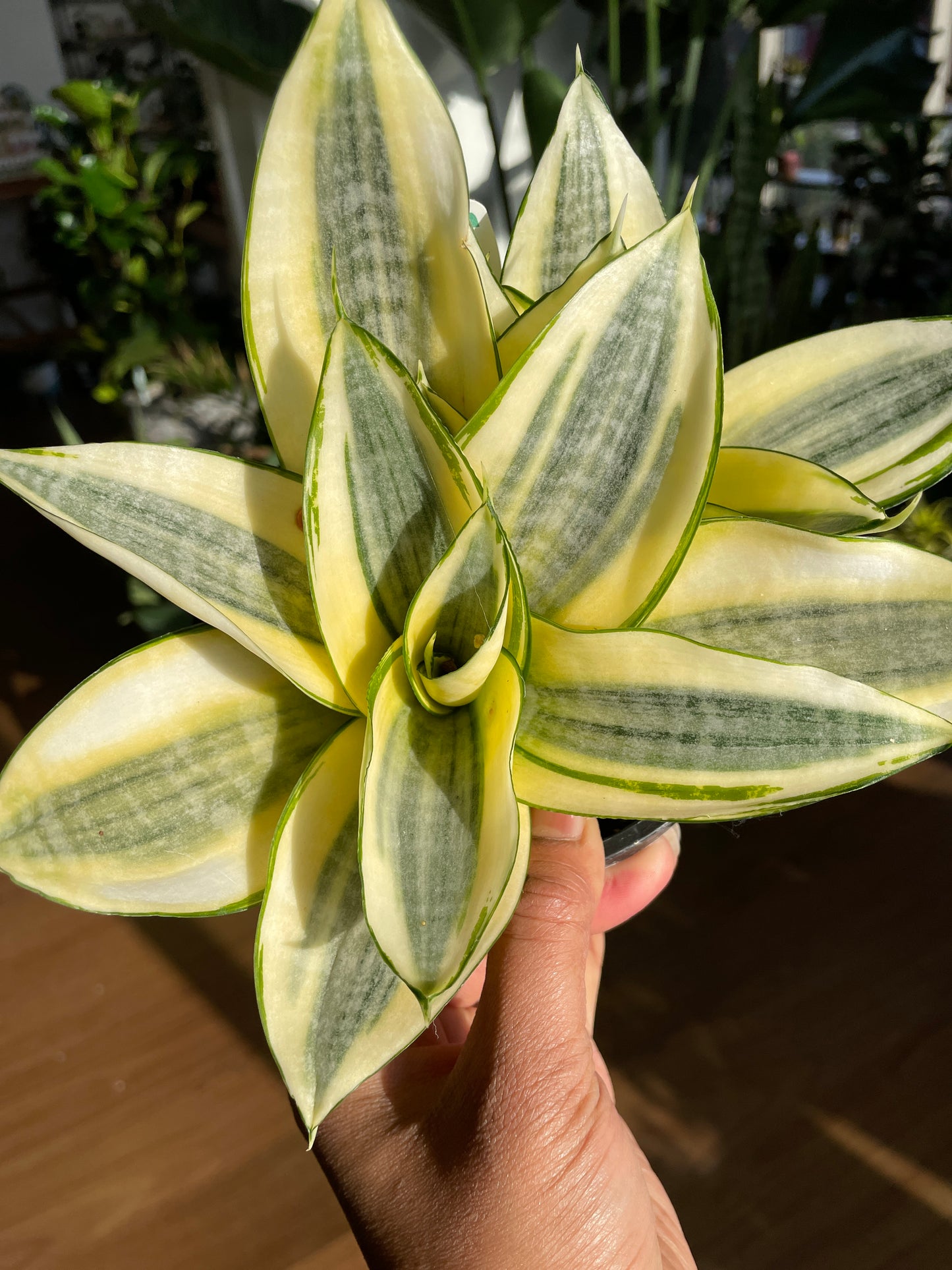 Sansaveria Variegated