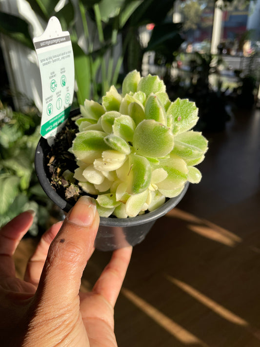 Cotyledon Tomentosa Bear Paws White Variegated