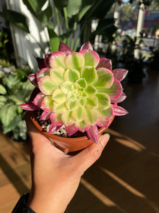 Aeonium Collectable