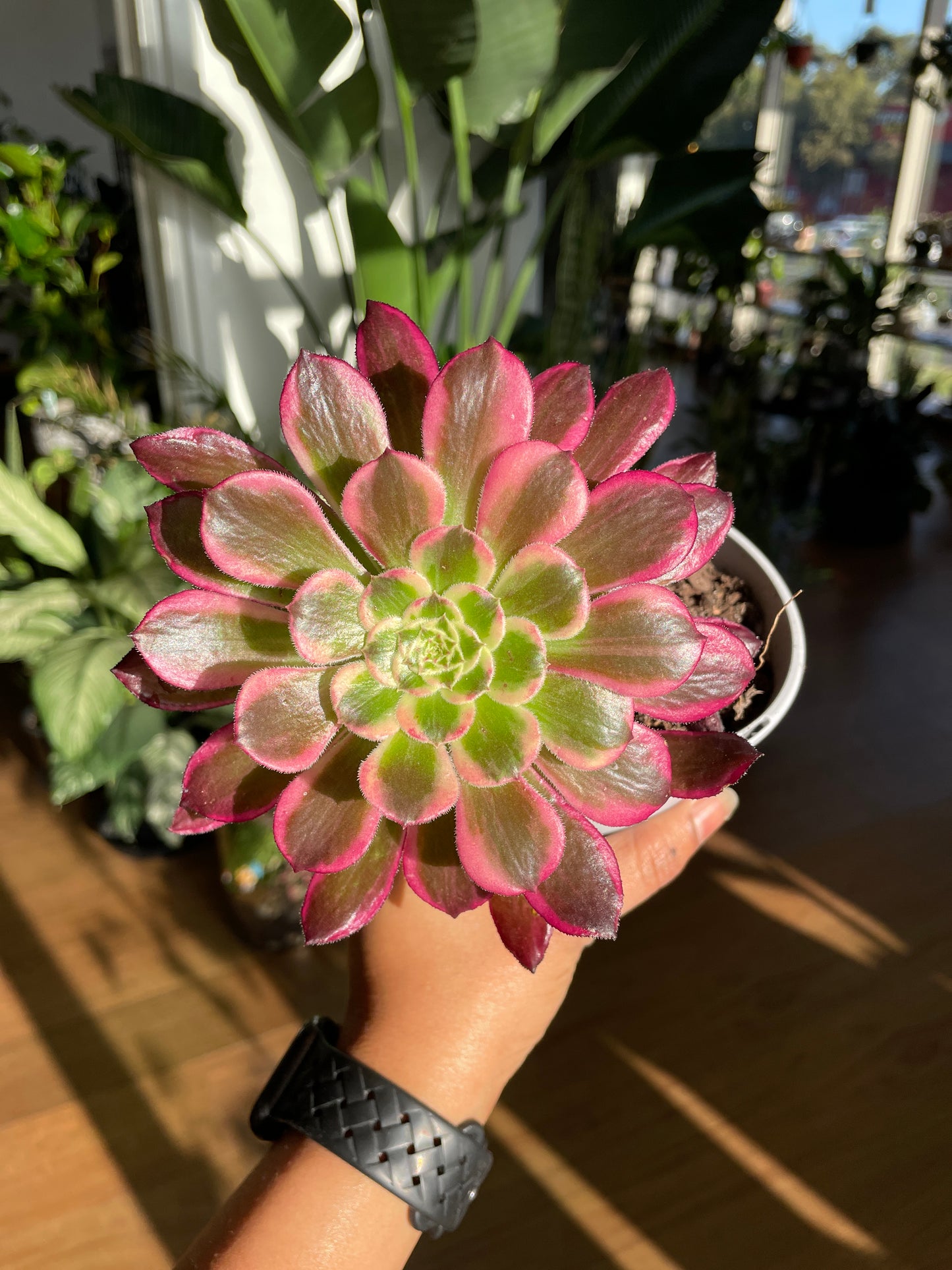 Aeonium Collectable