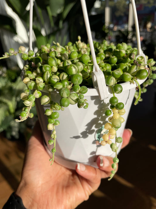 Senecio String of Pearls Variegated