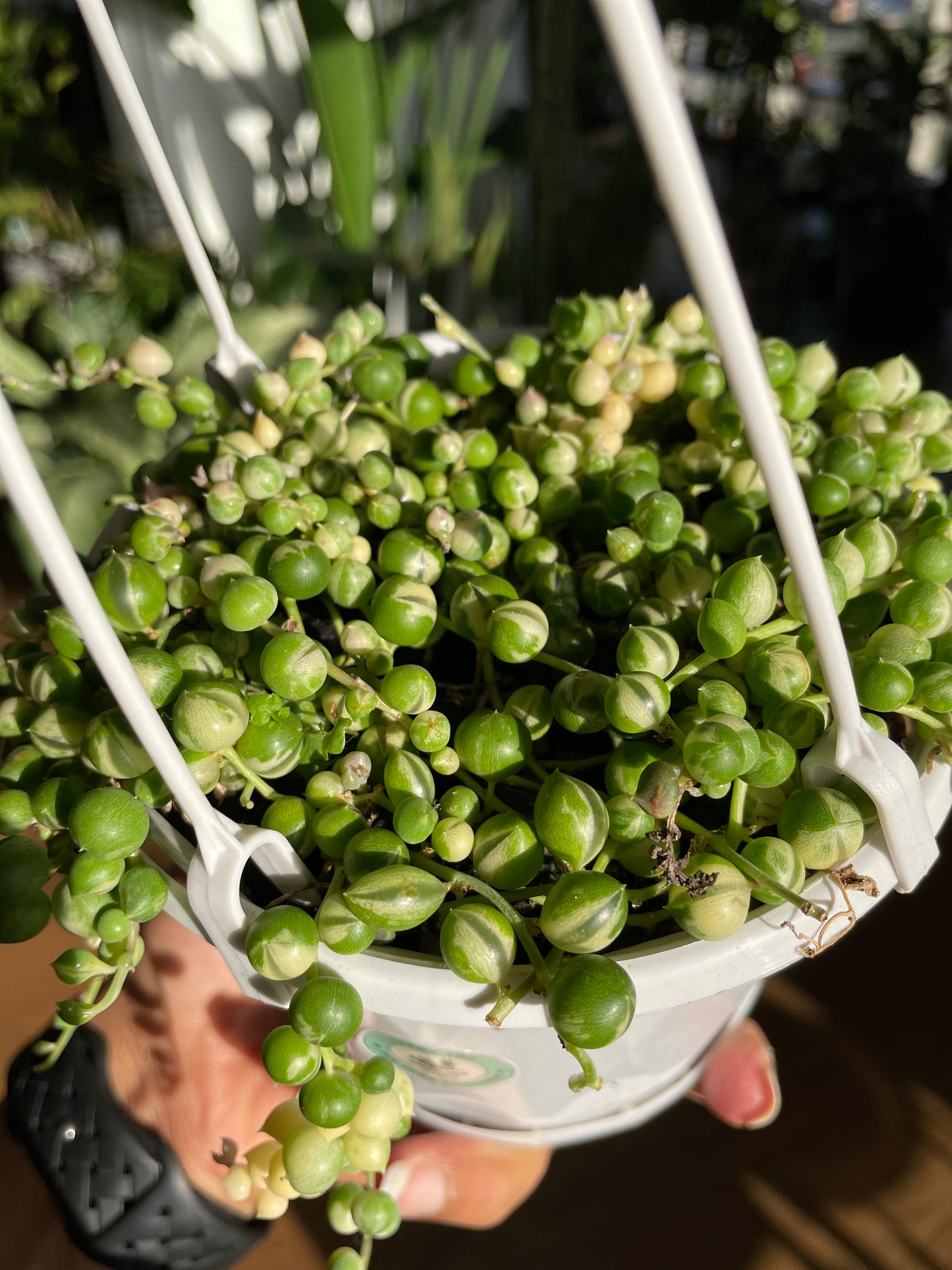 Senecio String of Pearls Variegated