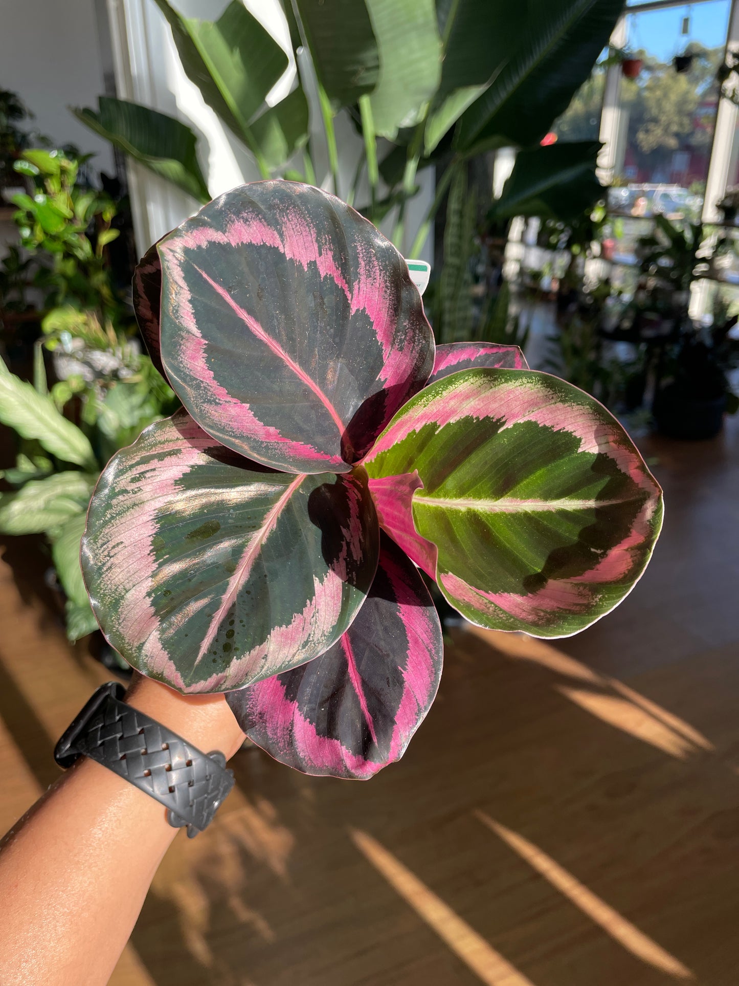 Calathea Medallion