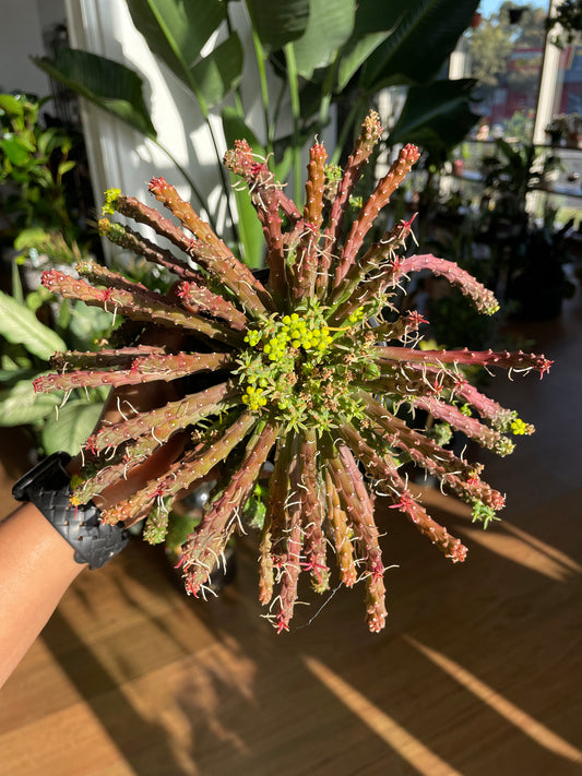 Euphorbia Large