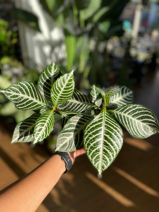 Aphelandra Zebra Plant (large)