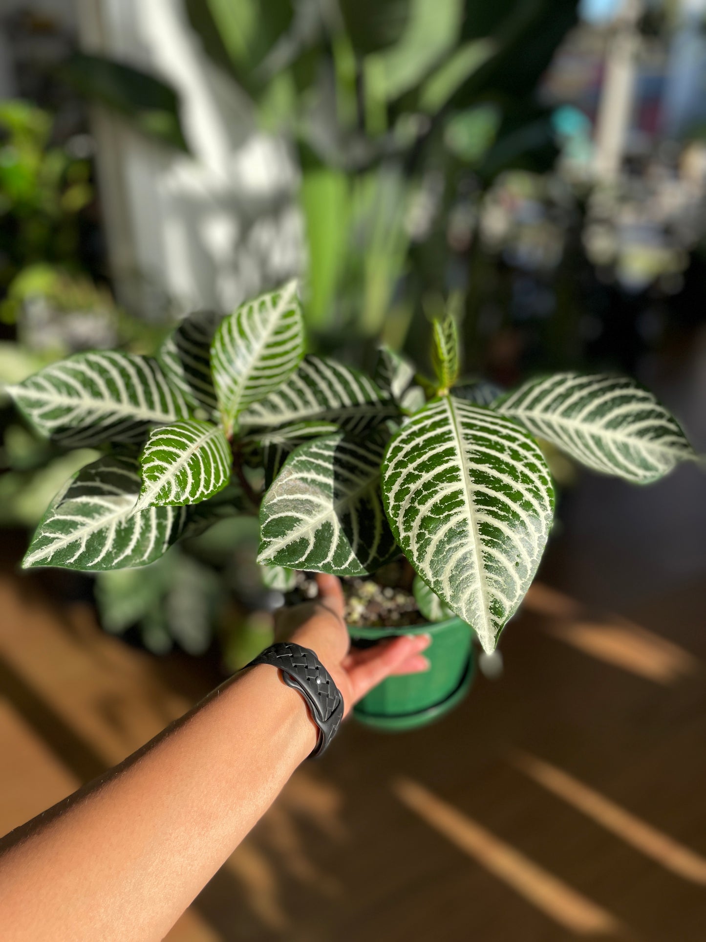 Aphelandra Zebra Plant (large)