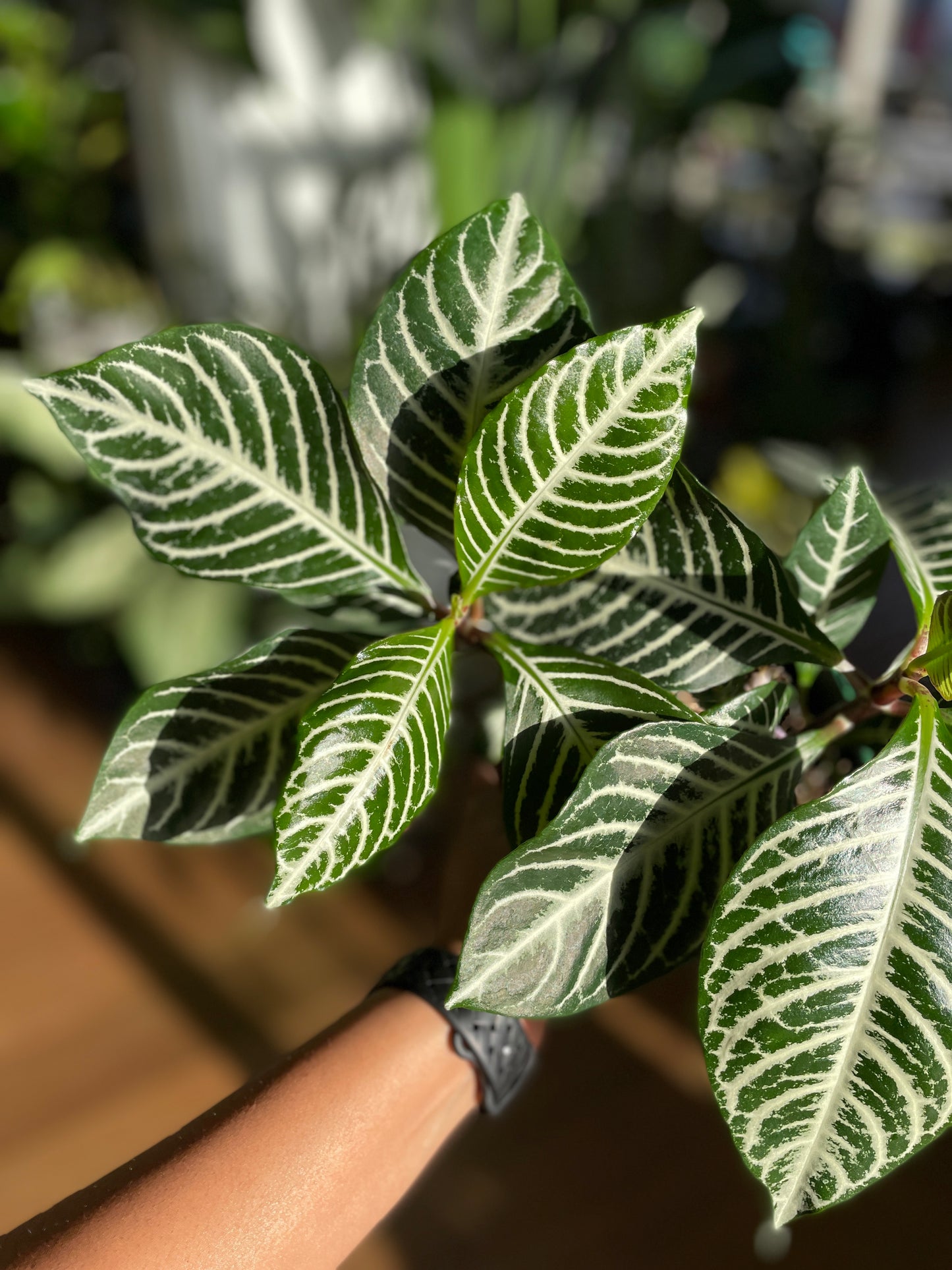 Aphelandra Zebra Plant (large)