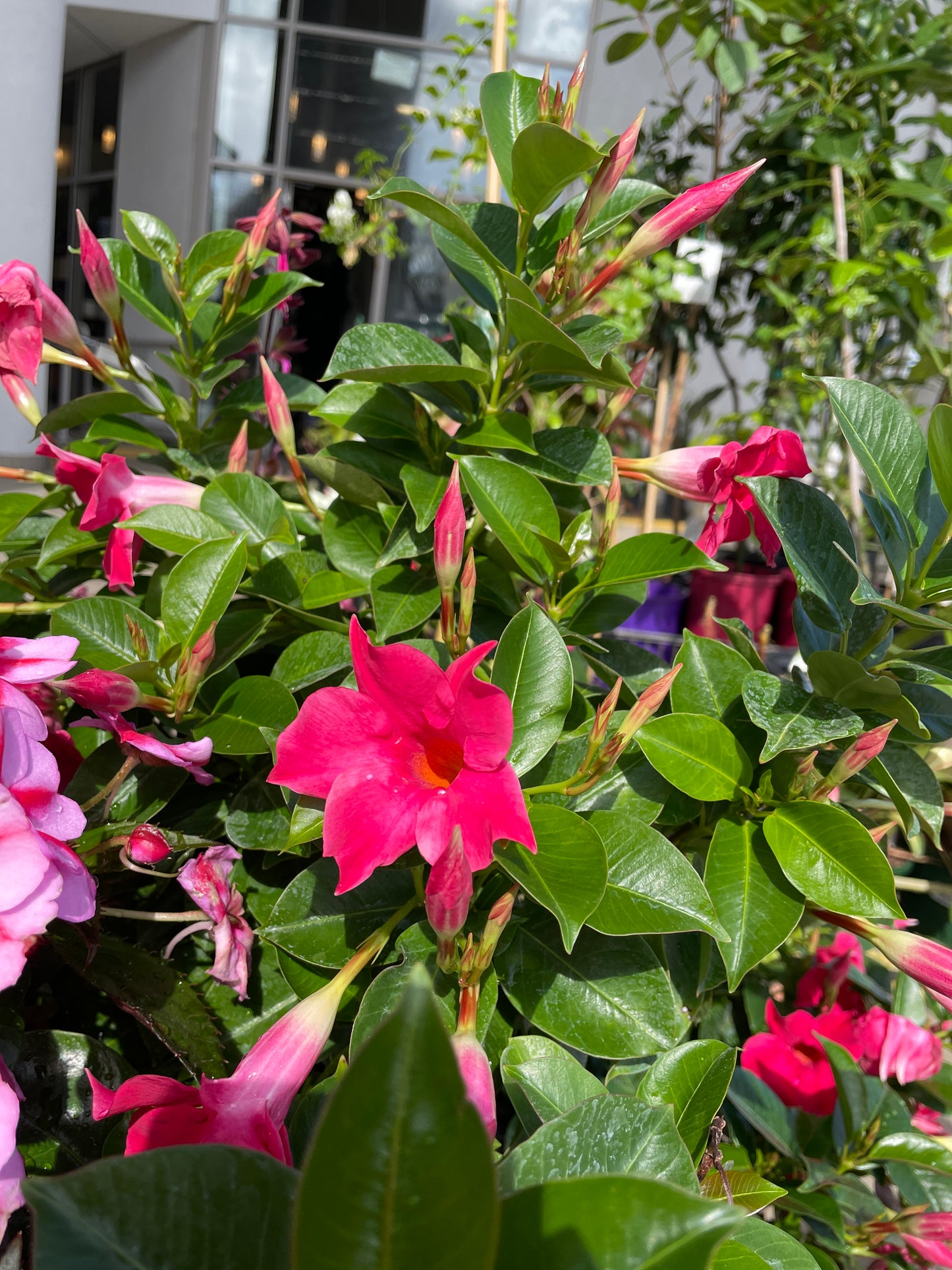 Mandevilla Pretty Rose Rose (200mm Pick up only)