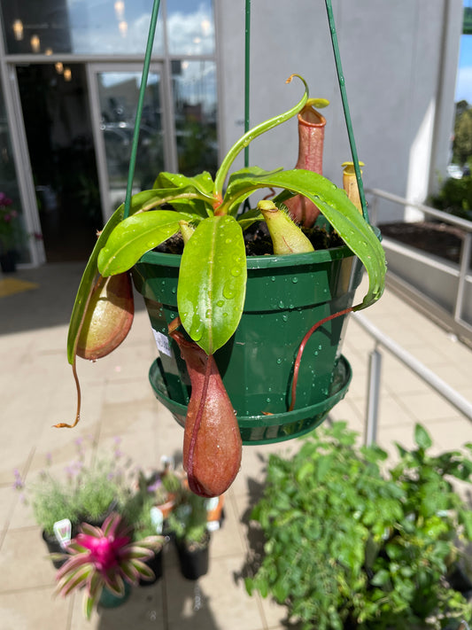 Nepenthes 14cms Pot