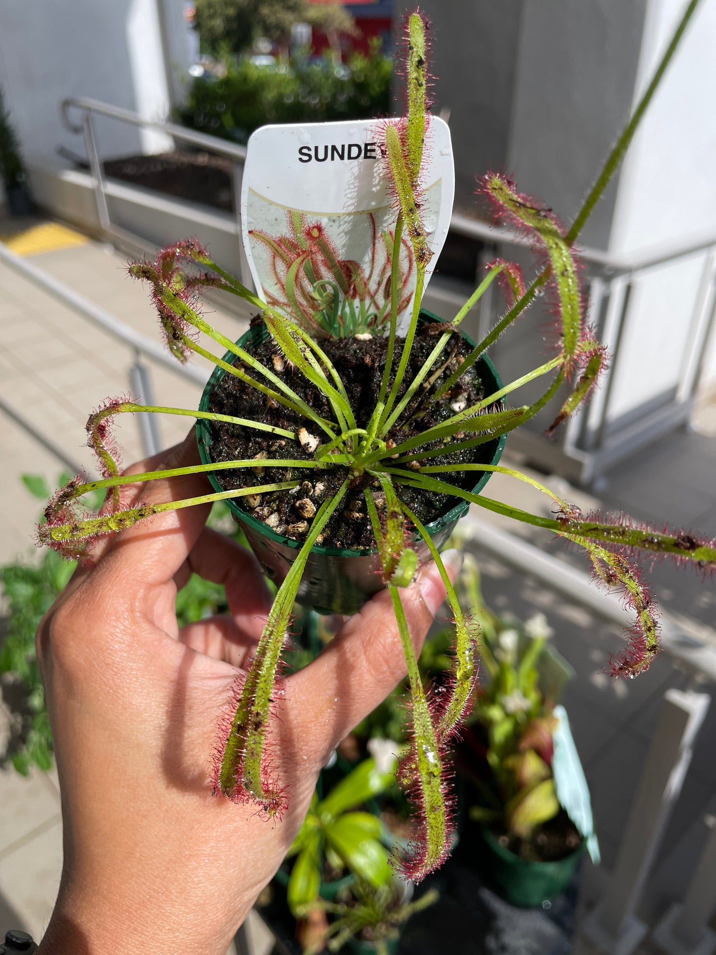 Drosera "Sundew" Carnivorous Plant