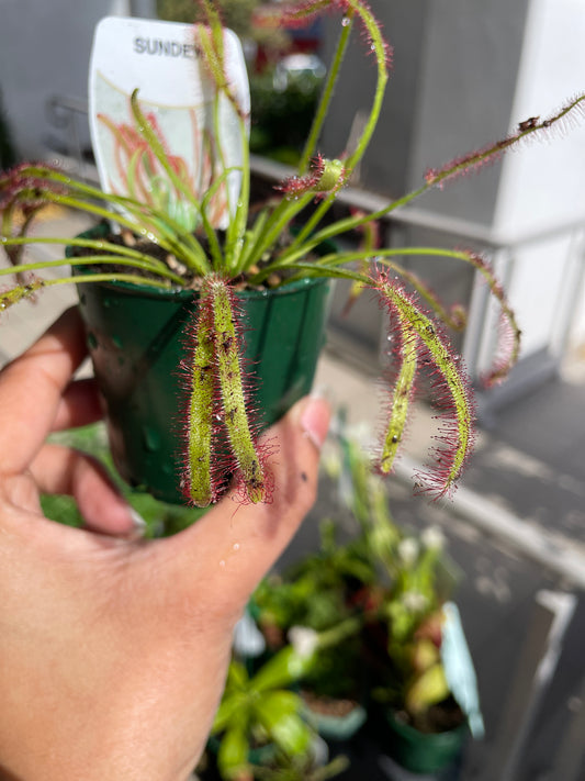 Drosera "Sundew" Carnivorous Plant