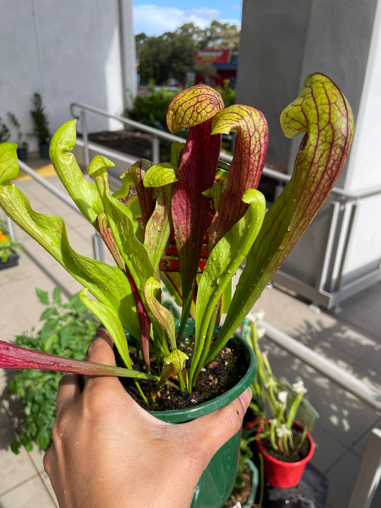 Sarracenia Hybrids (Large)