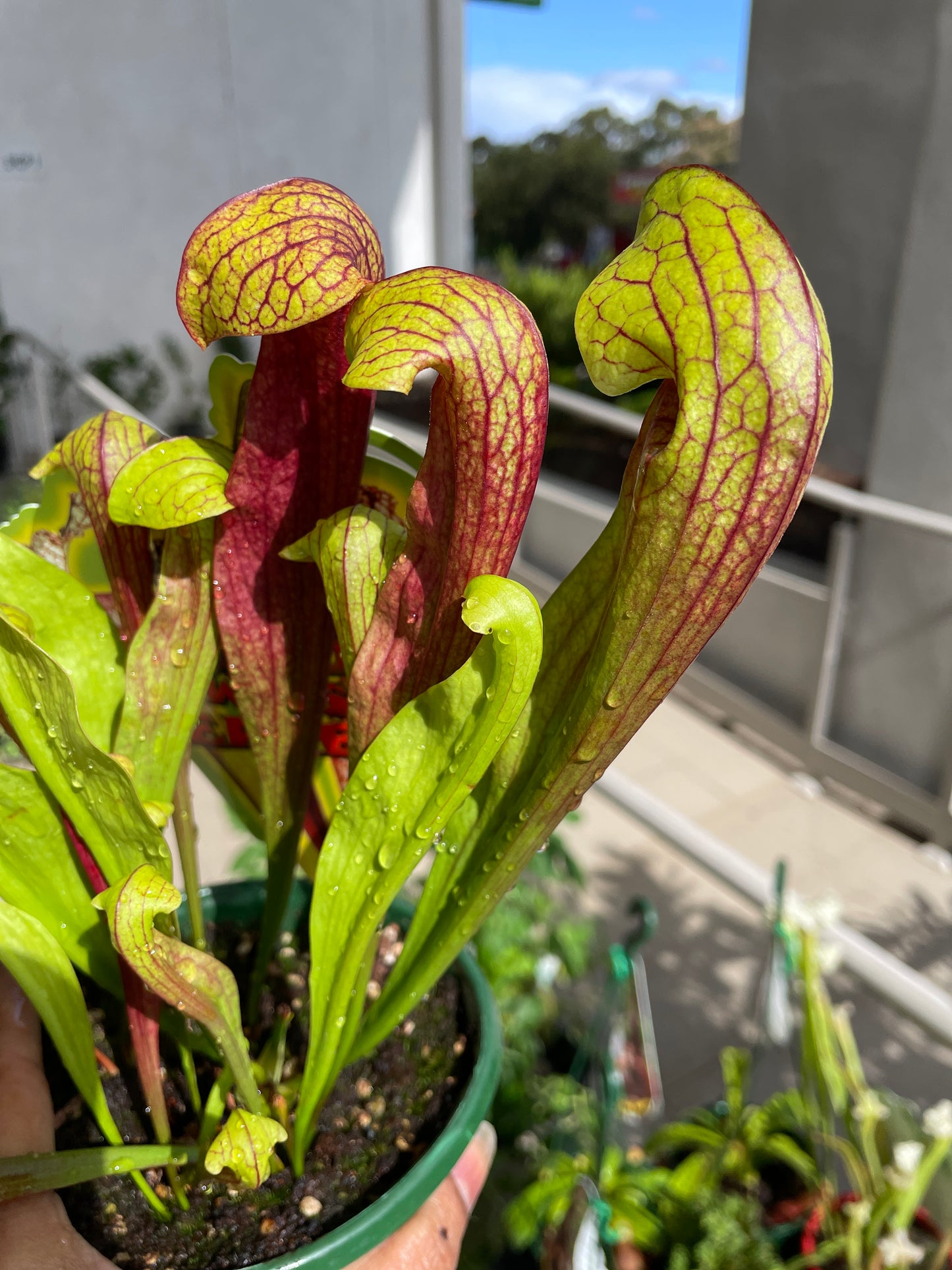 Sarracenia Hybrids (Large)