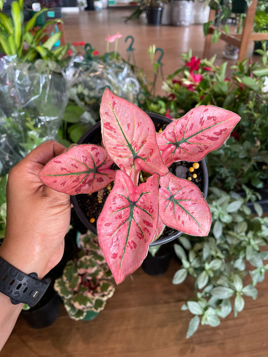 Caladium Scarlet Girl