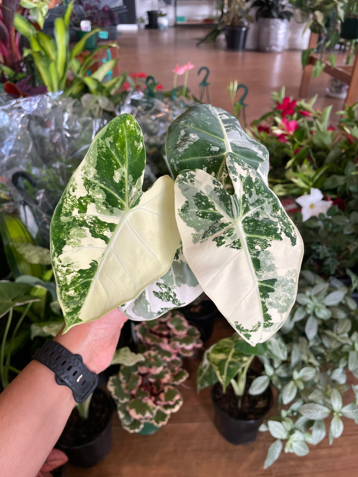 Alocasia frydek Green Velvet Variegated 130mm