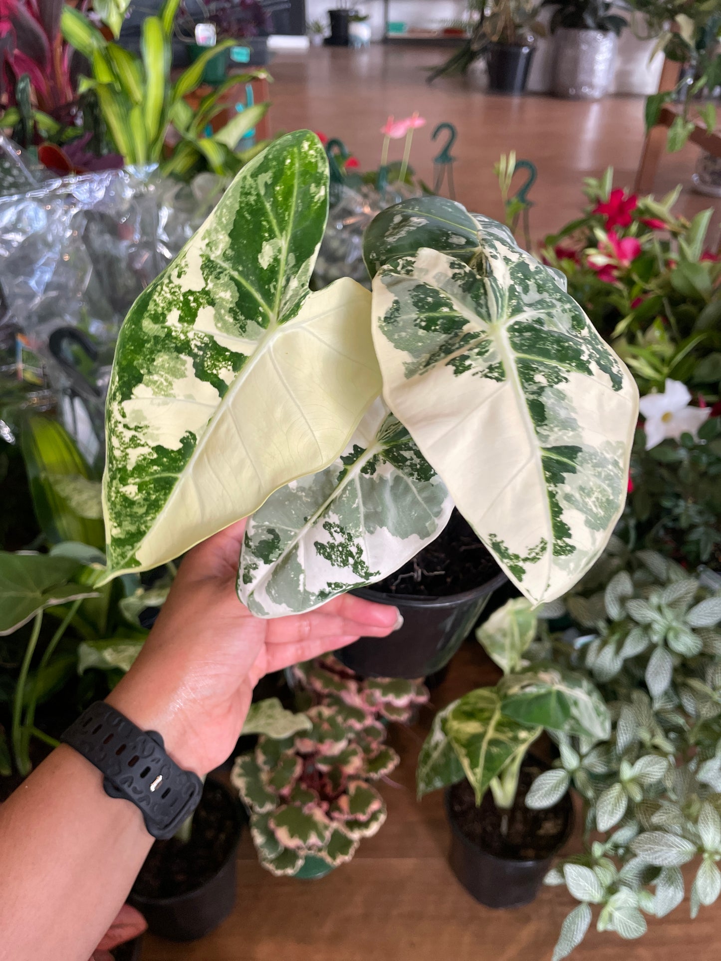 Alocasia frydek Green Velvet Variegated 130mm