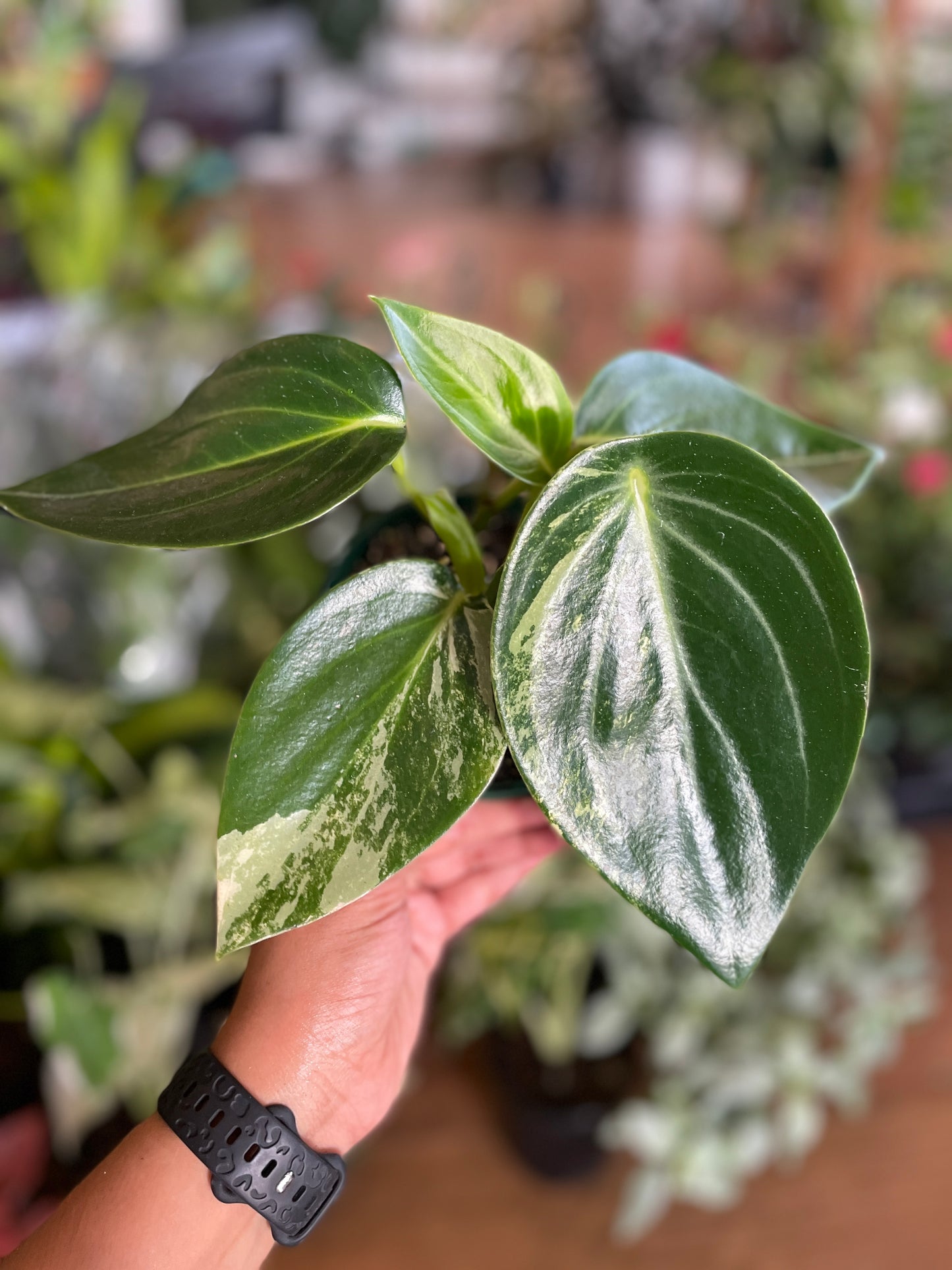 Peperomia Xiang Cao Variegated