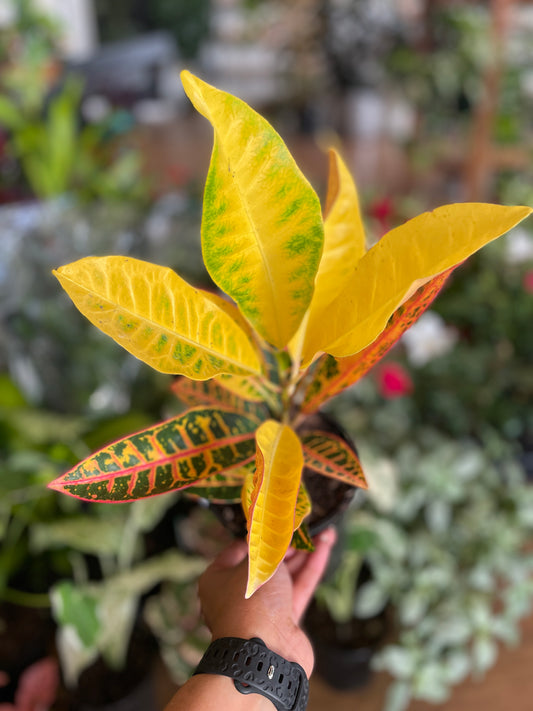 Codiaeum Croton