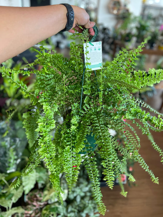 Nephrolepis Exaltata (Boston Fern)