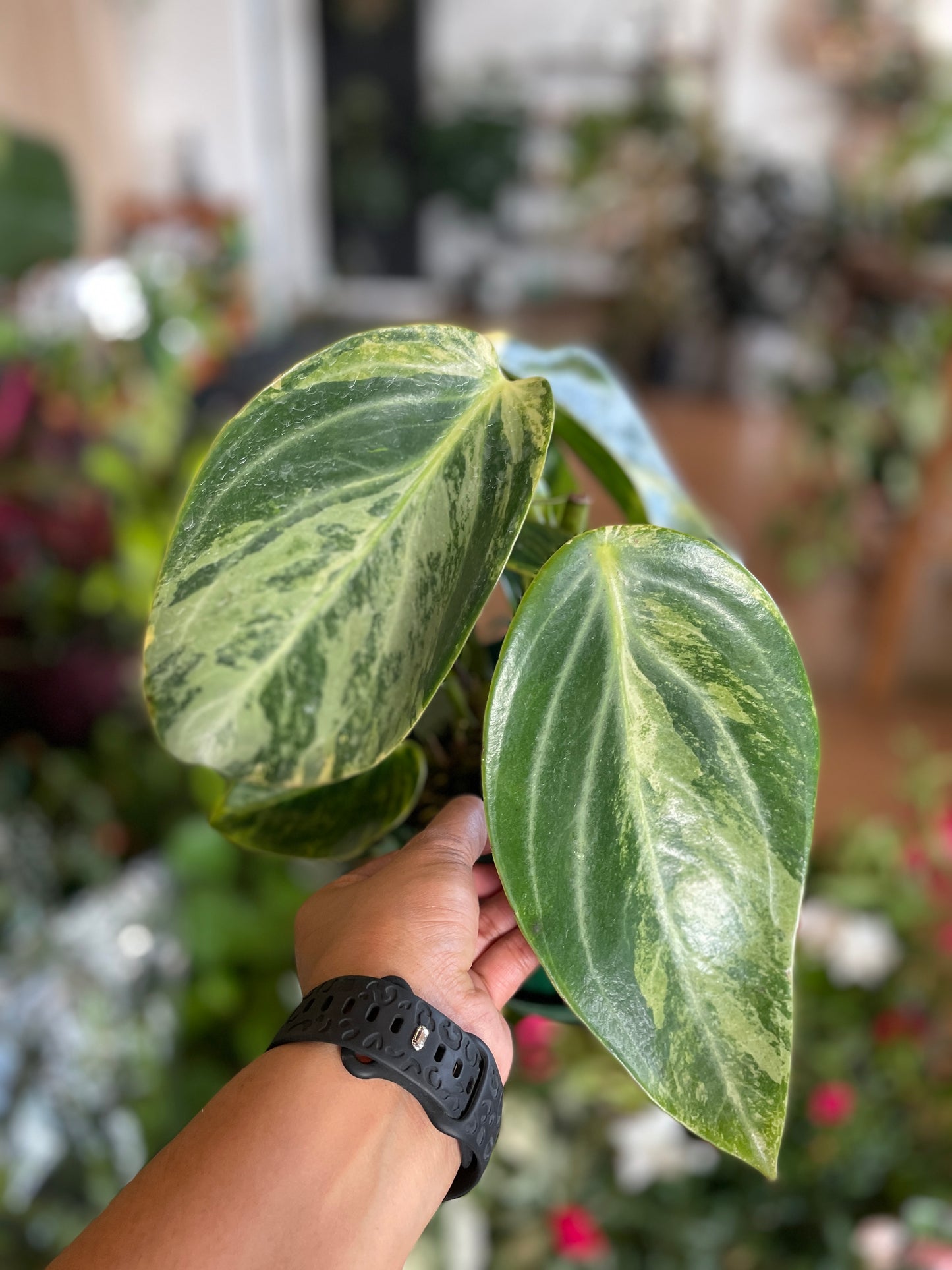 Peperomia Xiang Cao Variegated