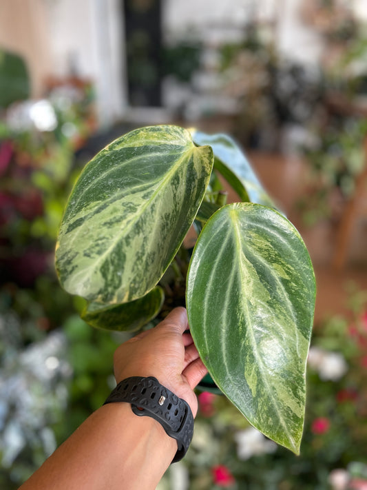 Peperomia Xiang Cao Variegated