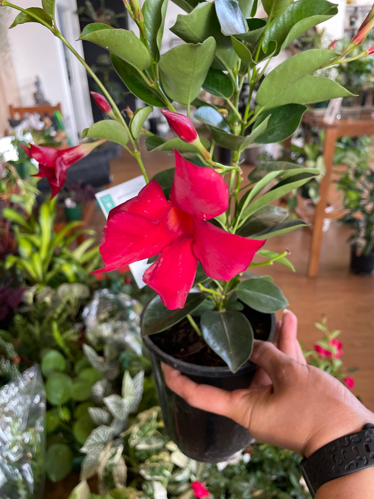 Mandevilla Summerstar Red