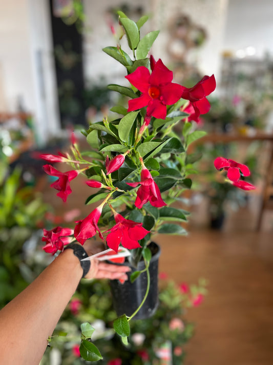 Mandevilla Summerstar Red