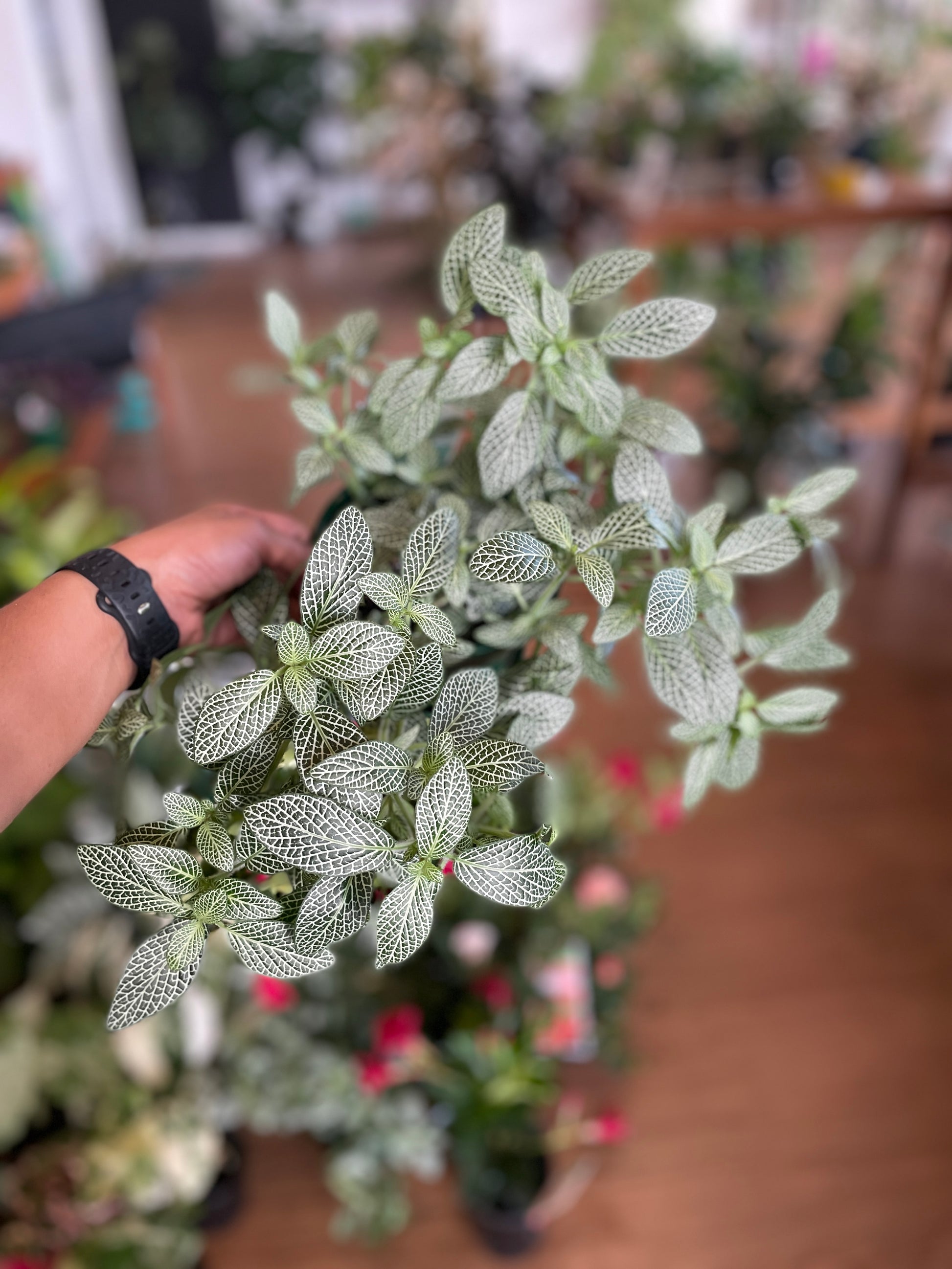 Fittonia Silver Threads - Wera Plants