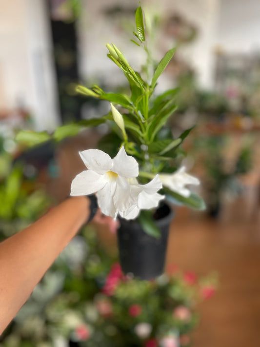 Mandevilla White