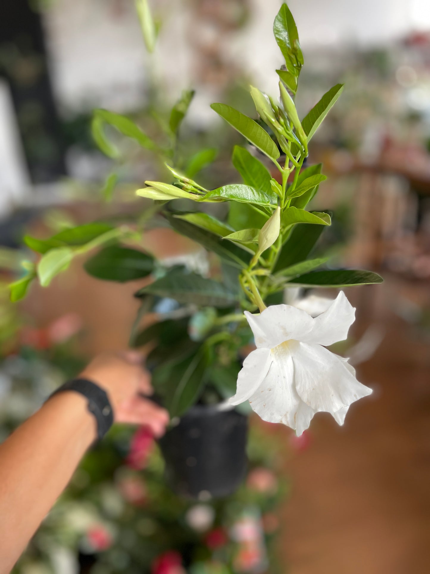 Mandevilla White