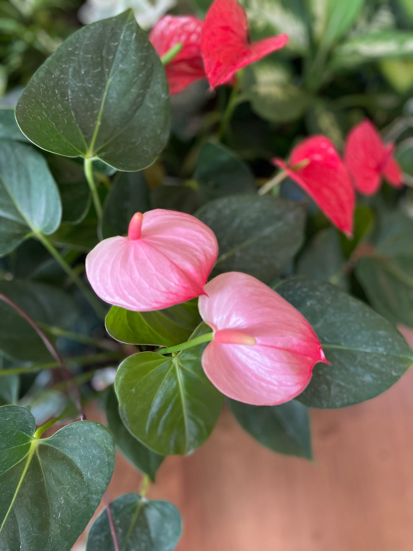 Anthuriums Random Colours (Pick Up Only)