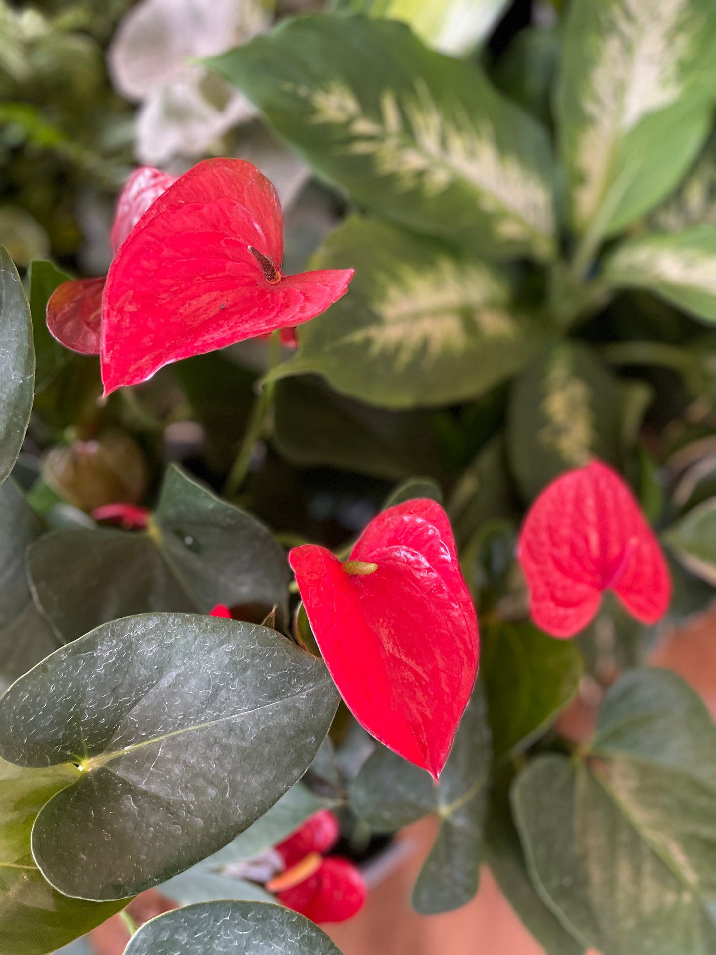 Anthuriums Random Colours (Pick Up Only)