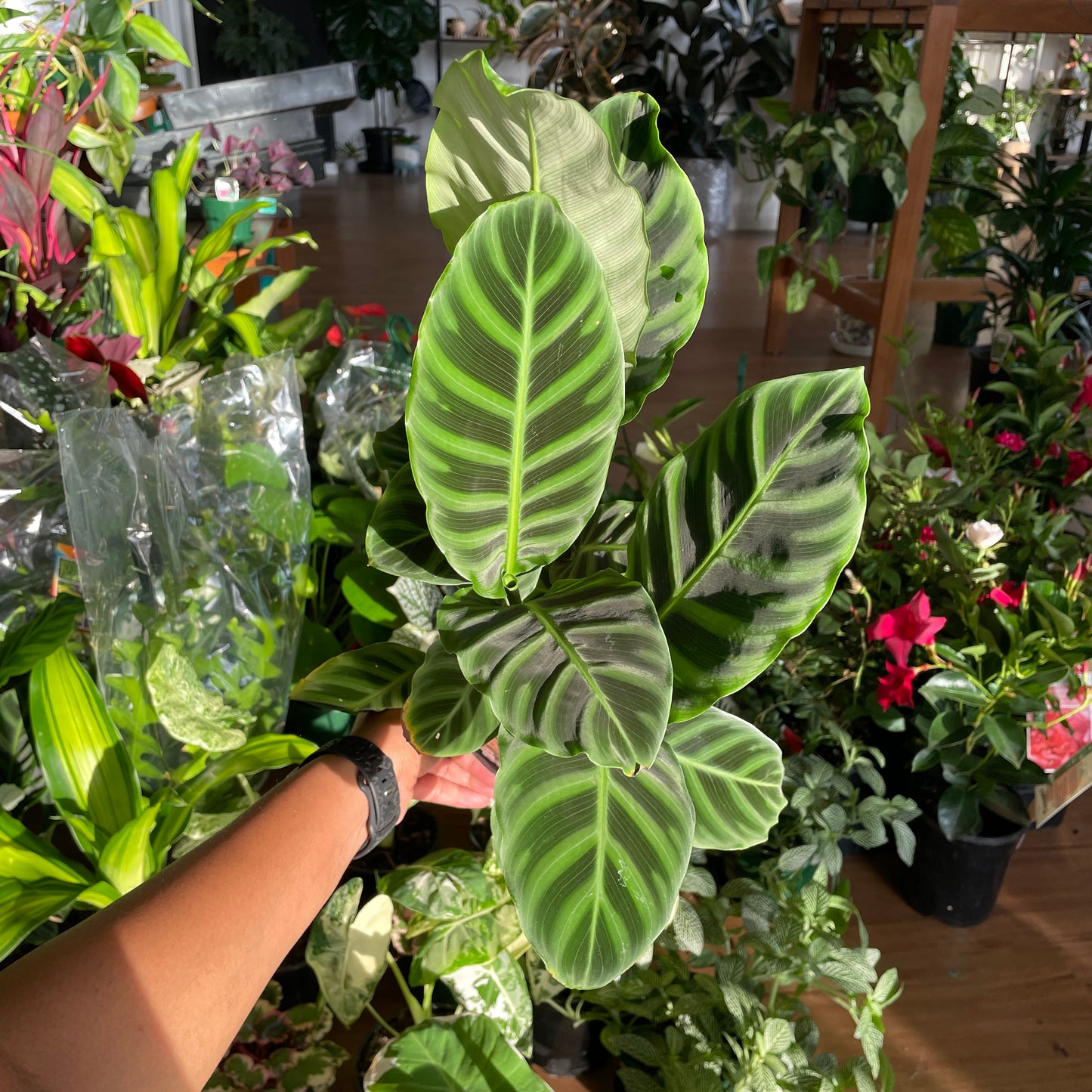 Calathea Zebrina