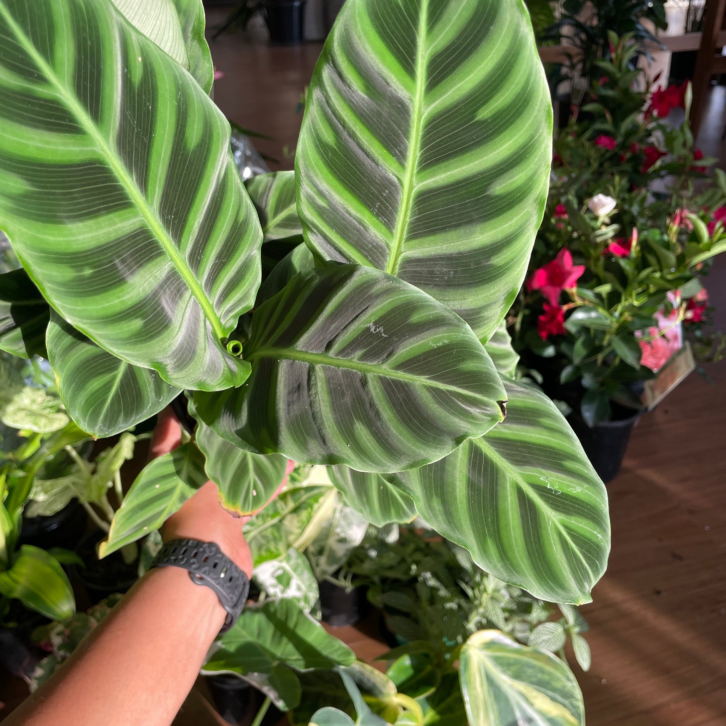 Calathea Zebrina