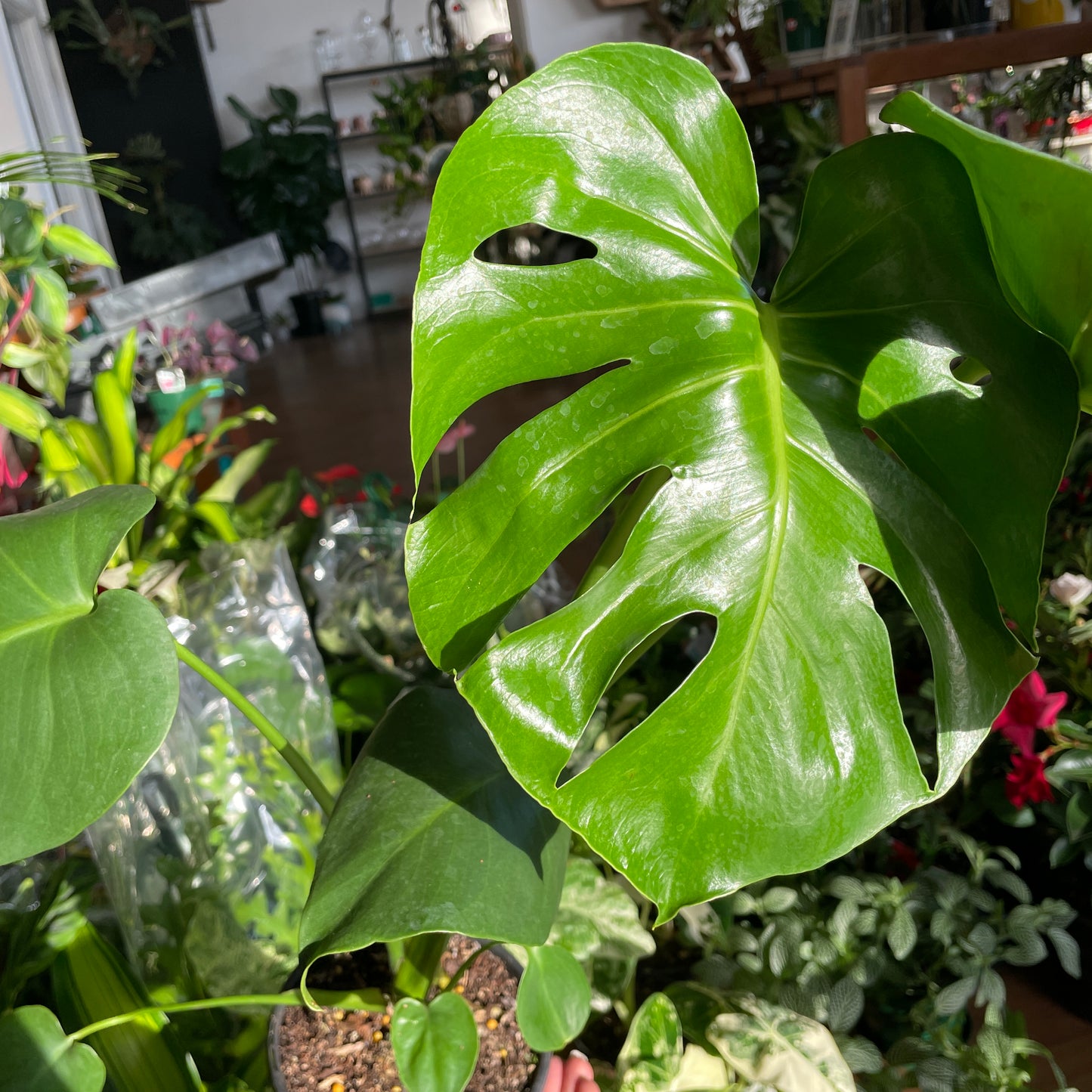 Monstera Deliciosa