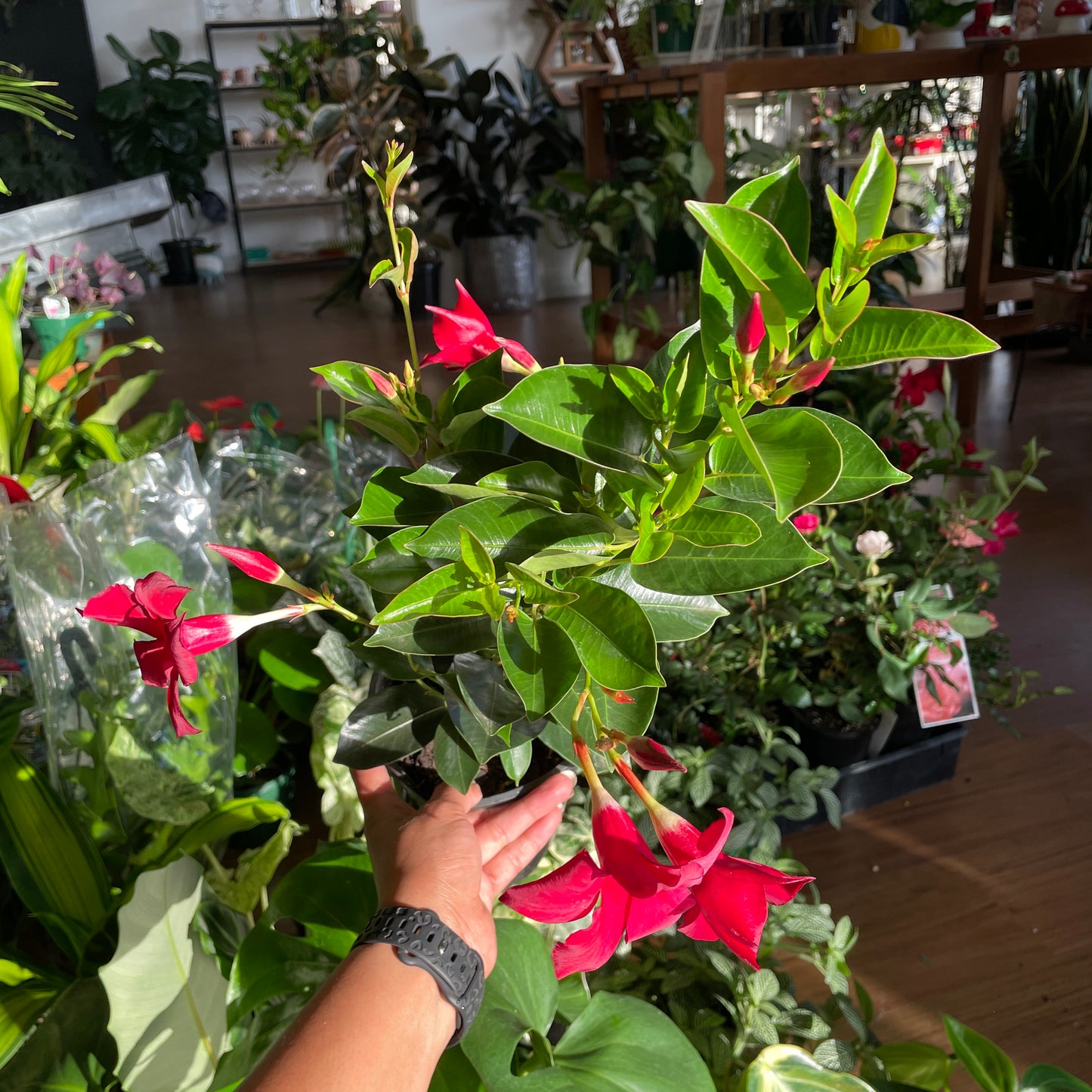 Mandevilla Summerstar Red