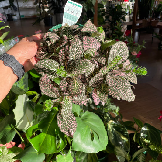 Fittonia Pink