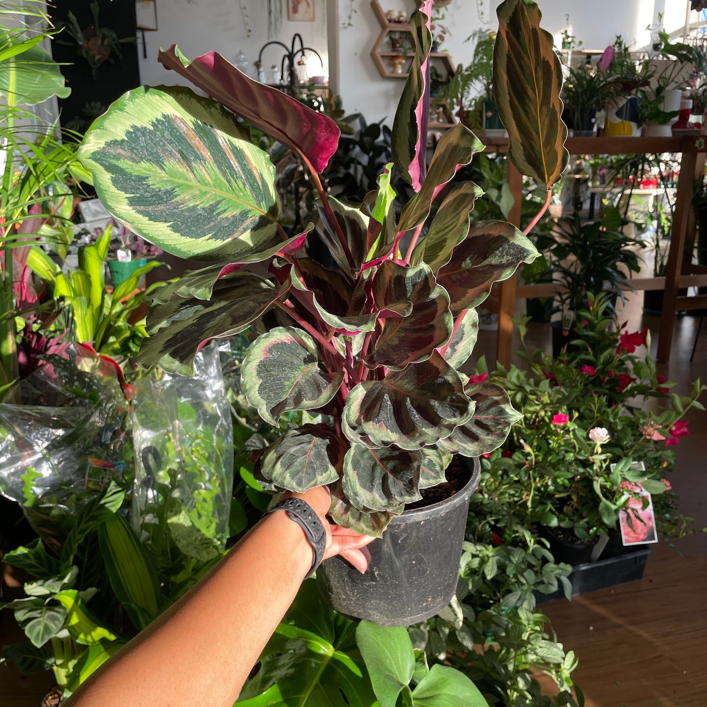 Calathea Madallion 200mm (Pick Up Only)