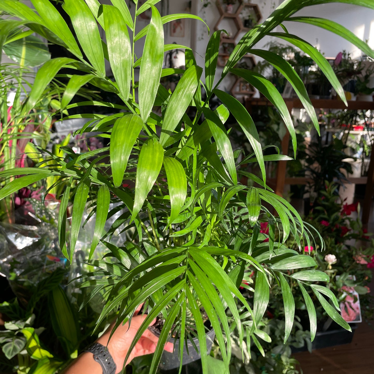 Chamaedorea Elegans (Parlour Palm)