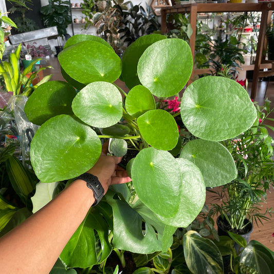 Pilea Peperomides (Chinese Money Plant)