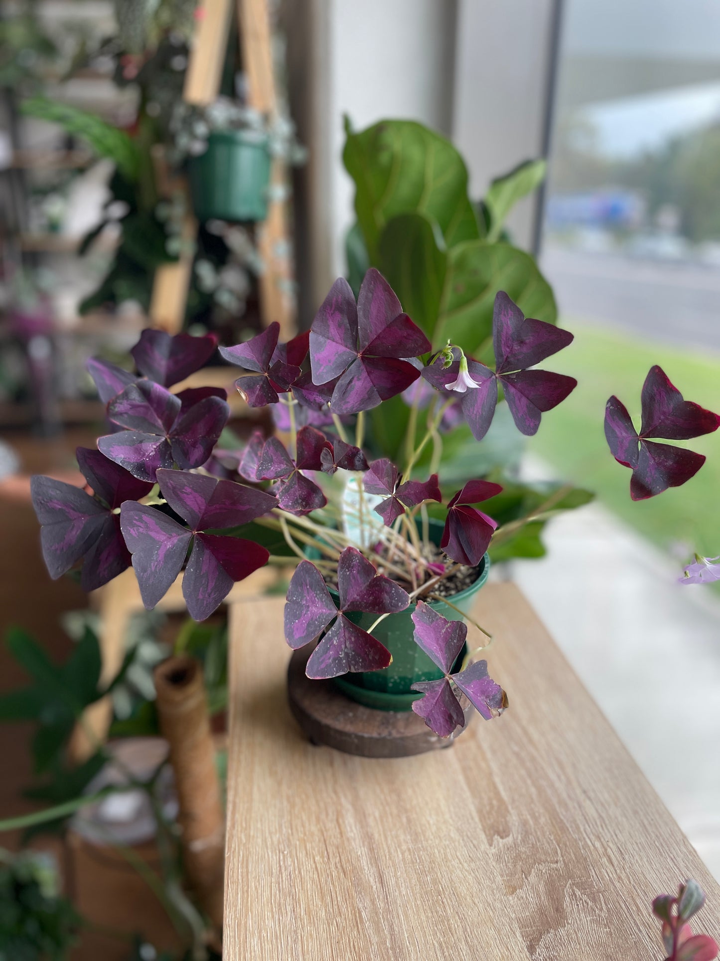 Oxalis Purple Shamrock 140mm