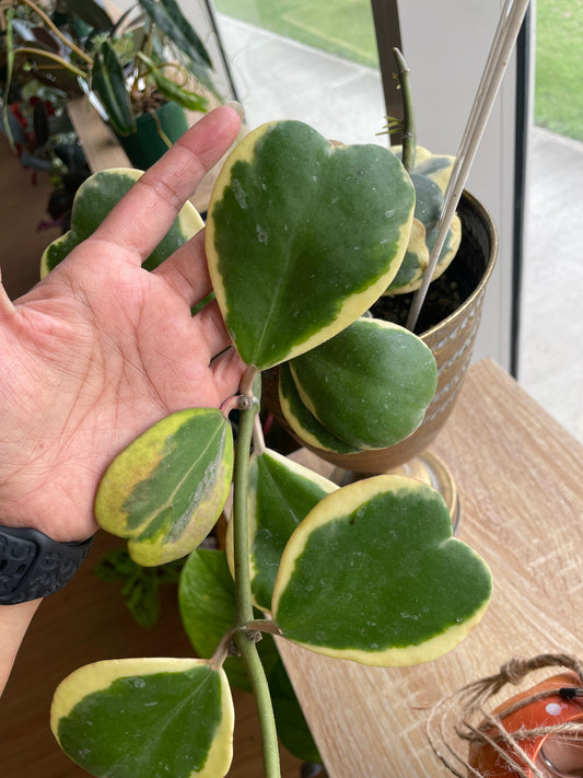 Hoya Kerri Variegated