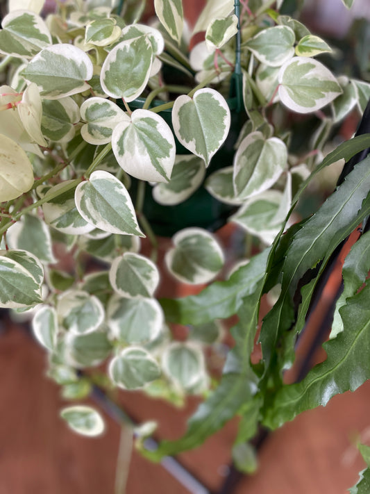 Peperomia Scandens Variegata - Wera Plants