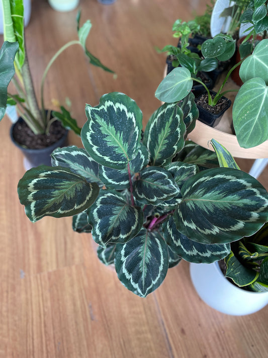 Calathea medallion 200mm (in-store only)