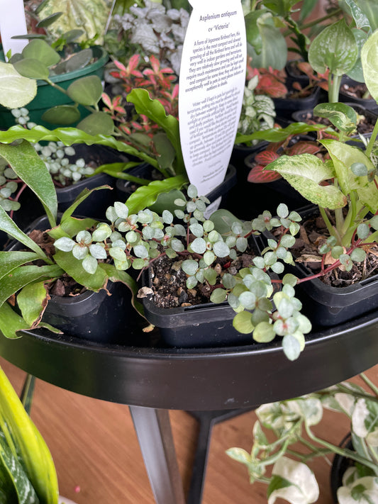 Pilea Silver Sprinkles (Small)