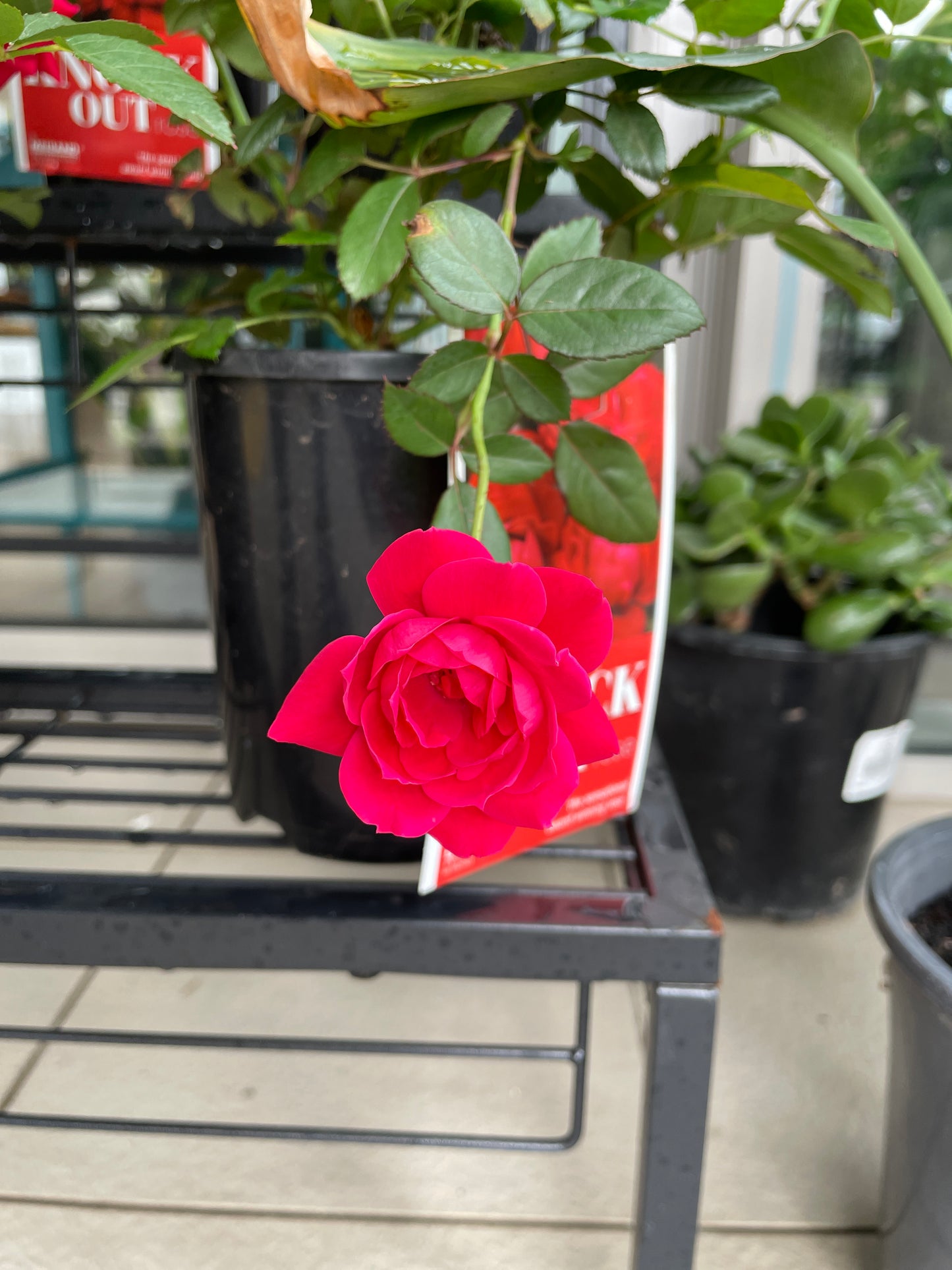 Ground Cover Roses (Pick Up Only)