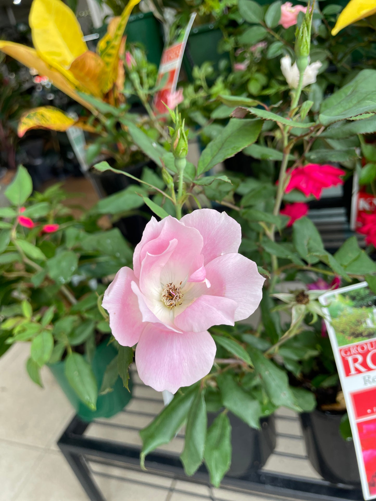 Ground Cover Roses (Pick Up Only)