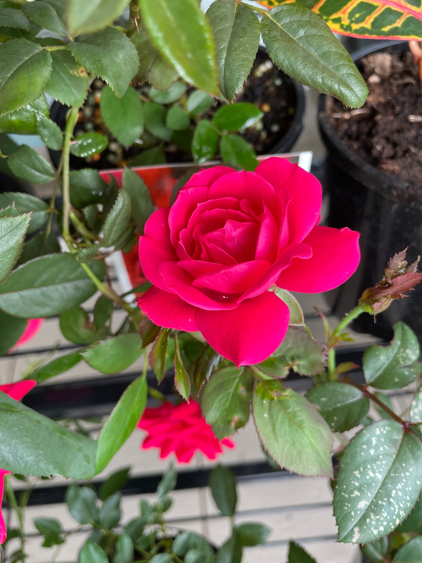 Ground Cover Roses (Pick Up Only)